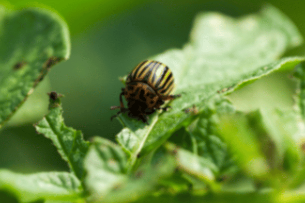 A century of fighting the Colorado potato beetle in German fields A century of fighting the Colorado potato beetle in German fields