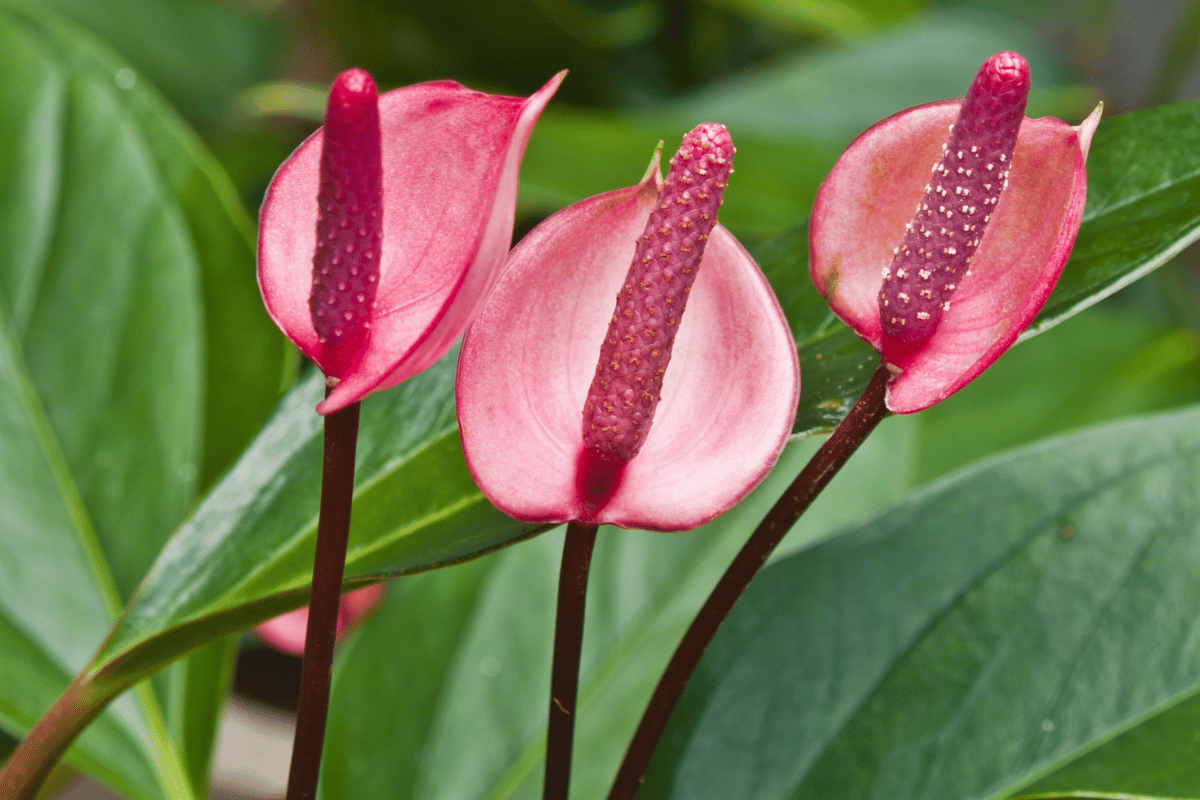 How to grow and care for anthuriums | Wikifarmer