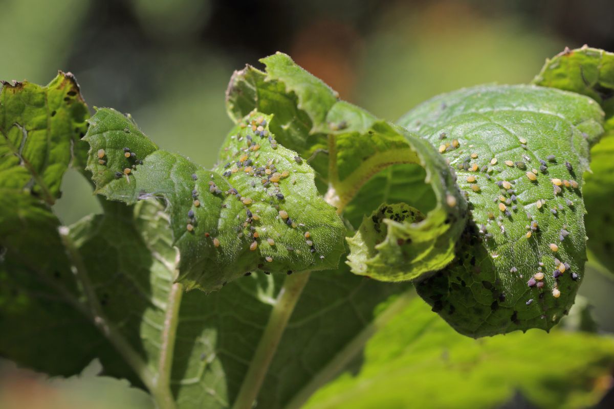 Cotton aphids in early growth, why holding off pays off