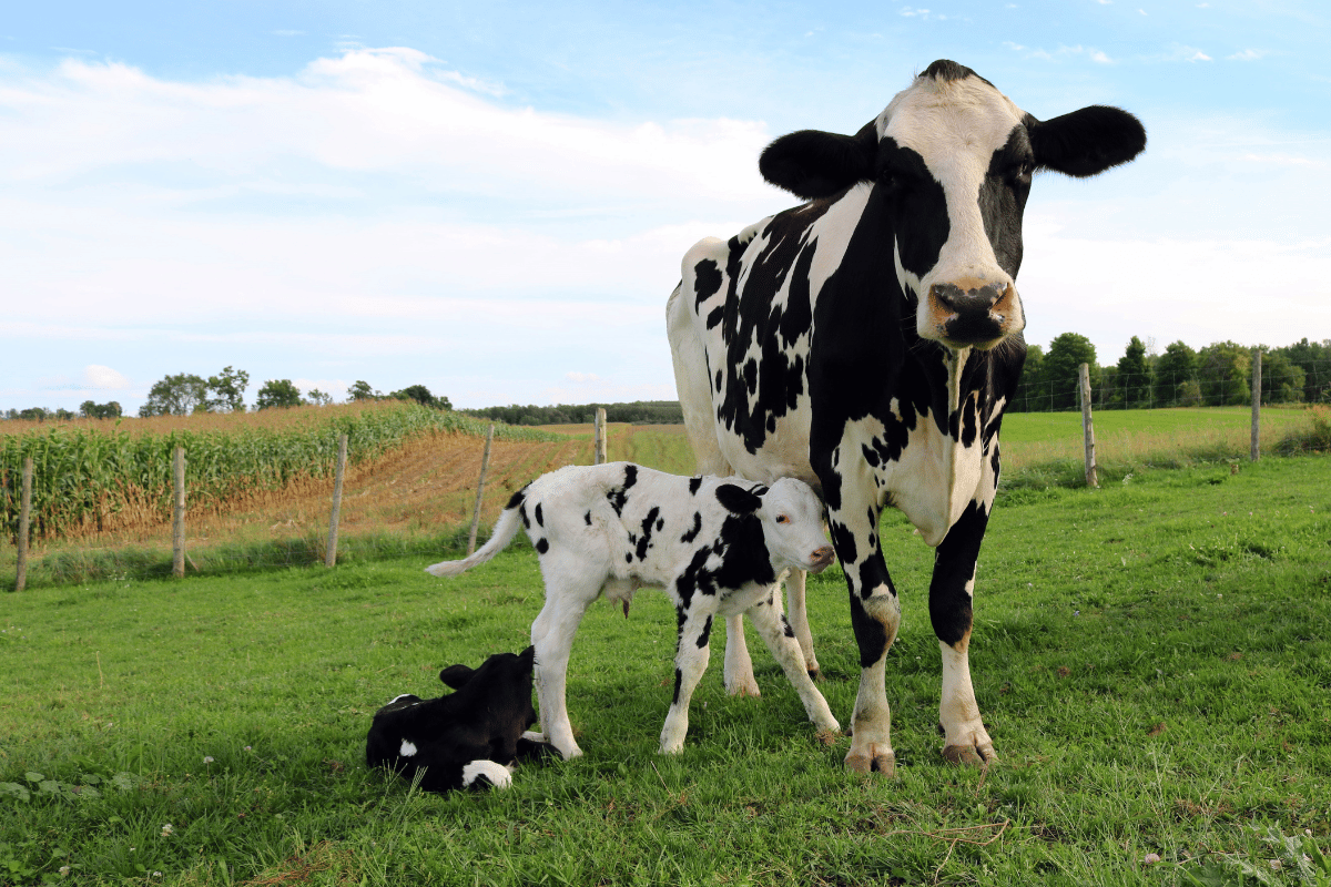 Cow-calf contact in dairy farming Cow-calf contact in dairy farming, production, health, and welfare evidence