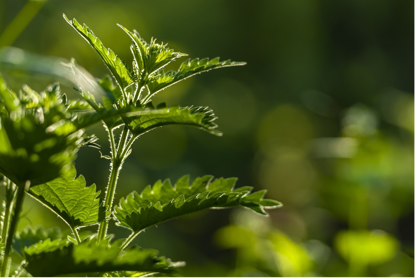 Decentralised biomass pulping for rural bioeconomy