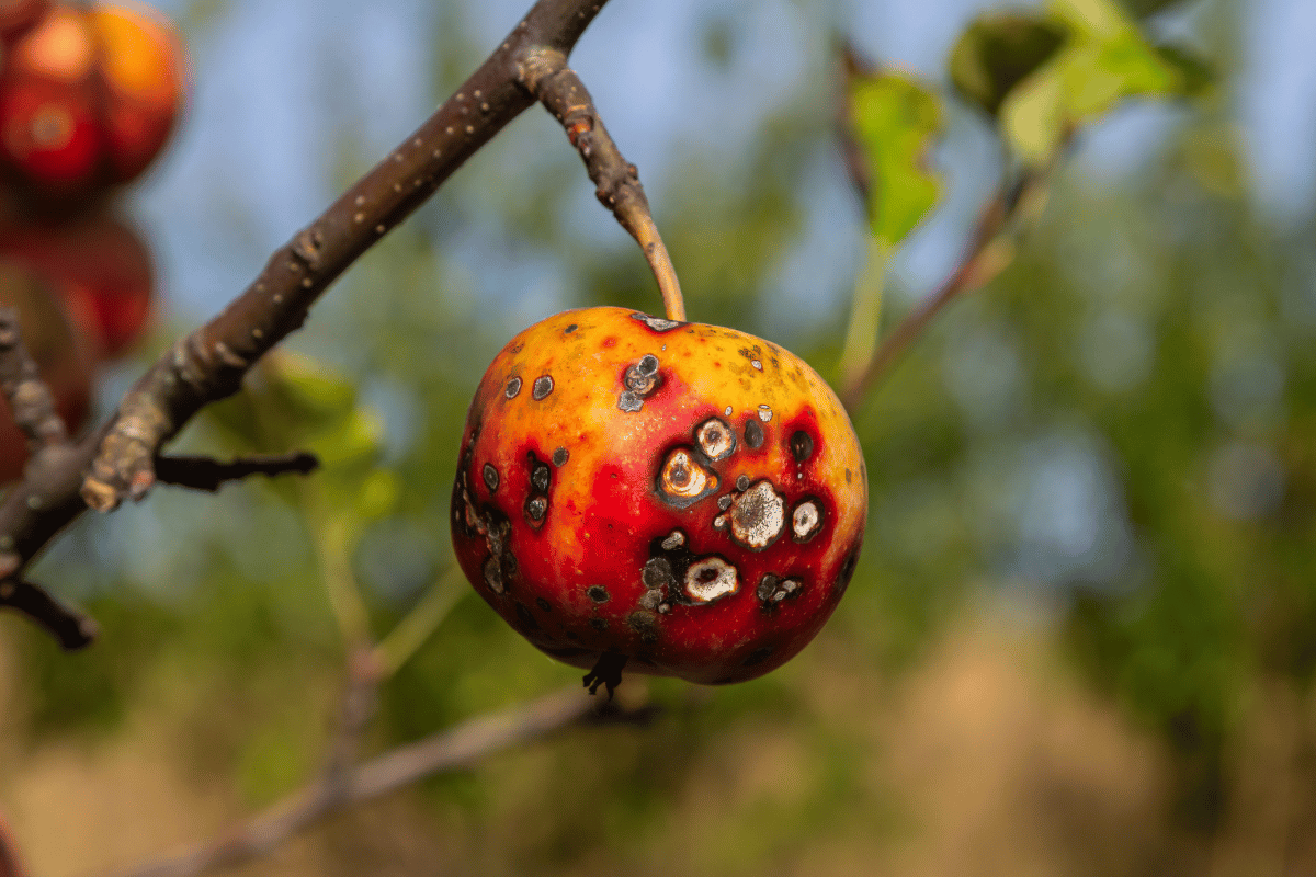 Fire blight and apple scab in pome fruit this spring