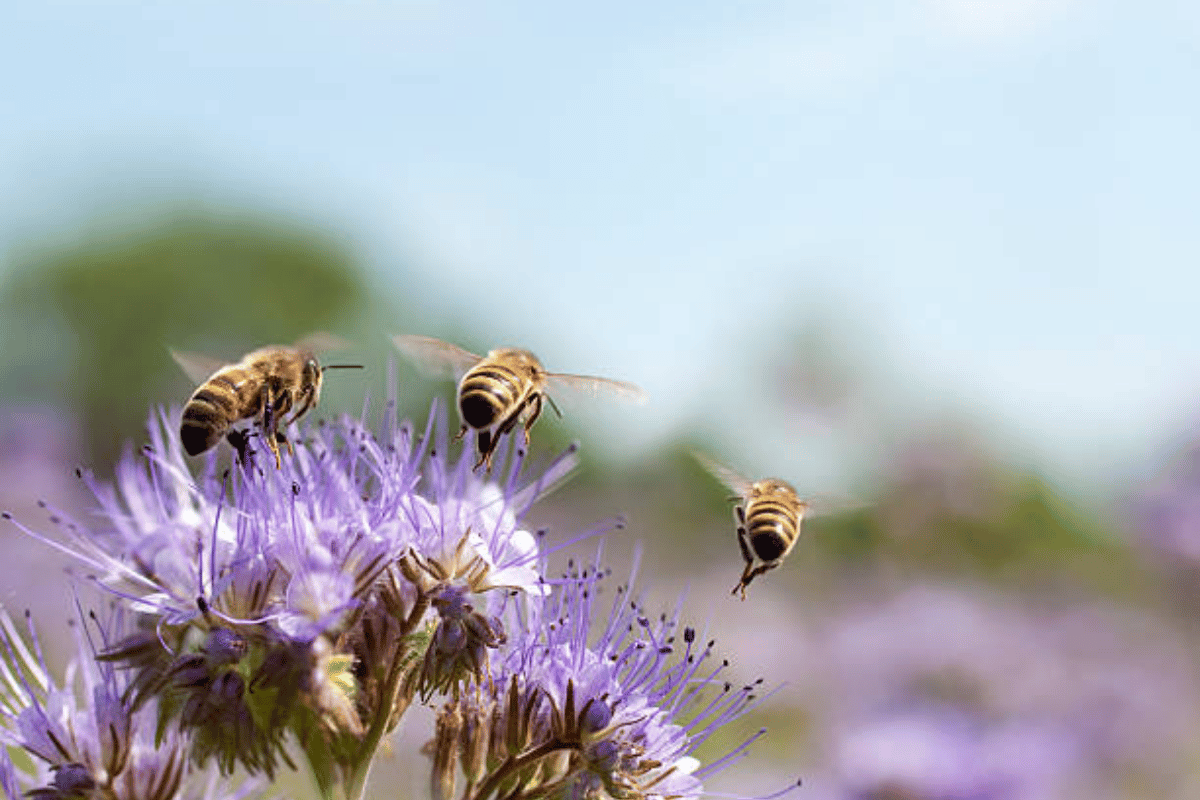 Four years to fix pollinators. Here's what the deadline means for food supply.