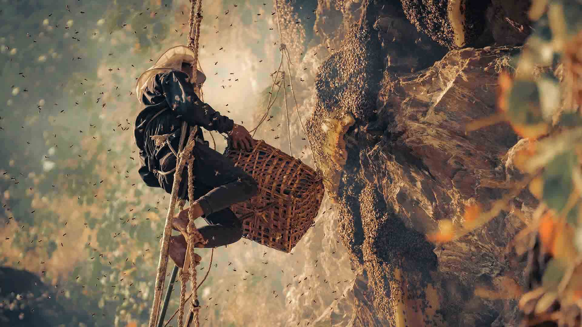 Honey_hunting.jpg