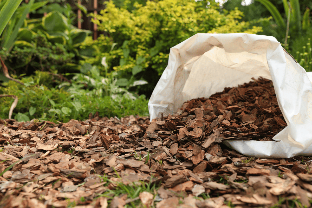 How organic mulching with teak leaves improves soil water retention and crop resilience