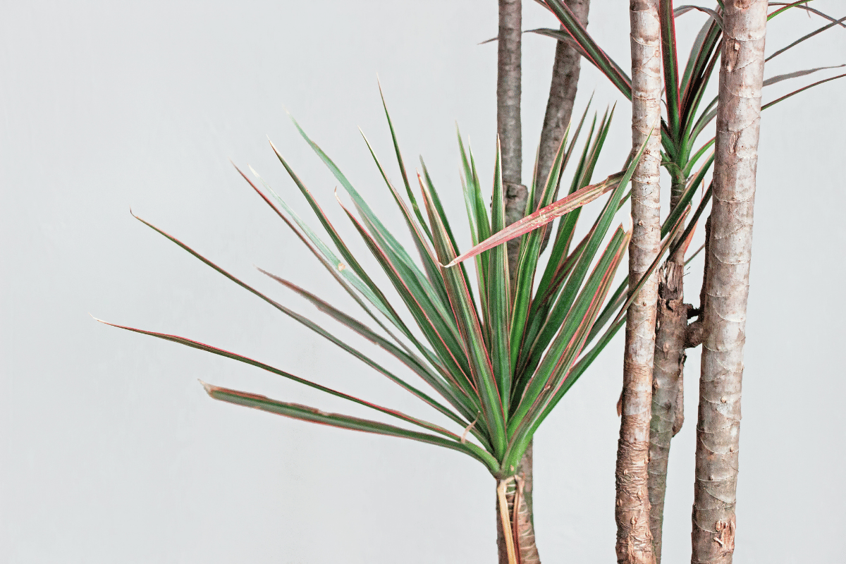 How to grow and care for dracaena How to grow and care for dracaena