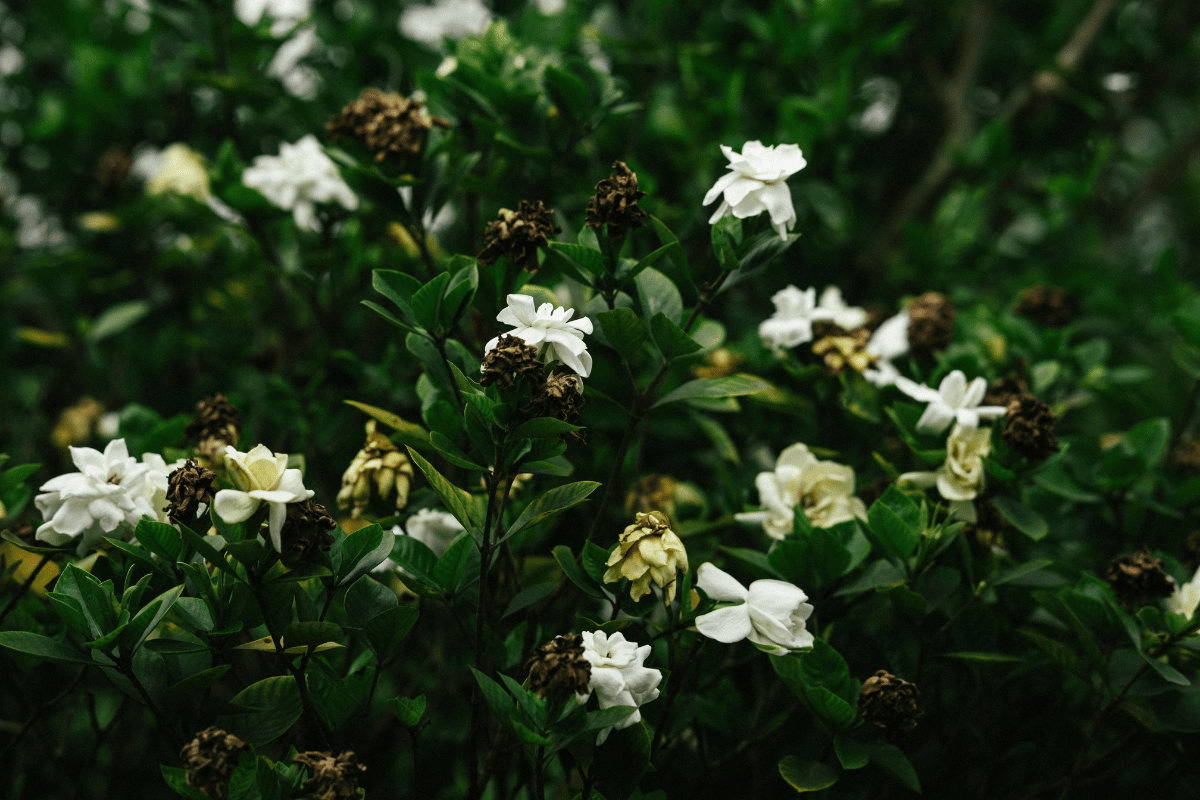 How to grow and care for gardenias