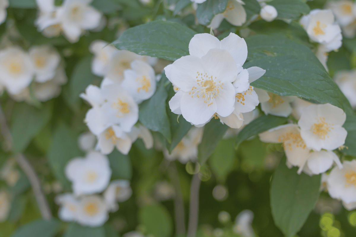 How to grow and care for jasmine