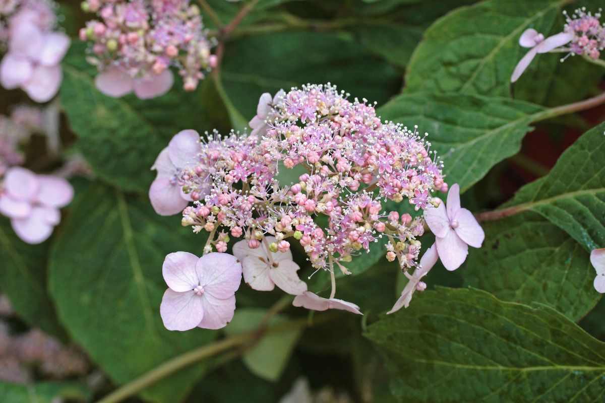 Hydrangea Stalk How to grow and care for hydrangeas | Wikifarmer