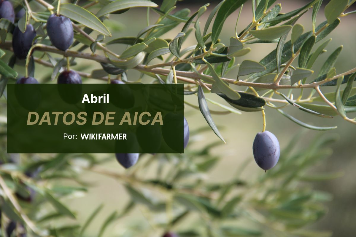 España cierra la campaña 2025/26 con 1,29 millones de toneladas de aceite de oliva, según la AICA