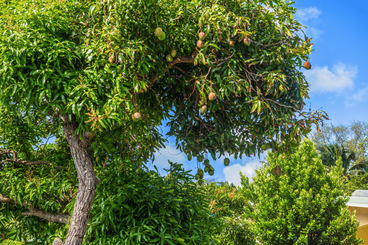 Mango cultivation in Mediterranean and subtropical climates