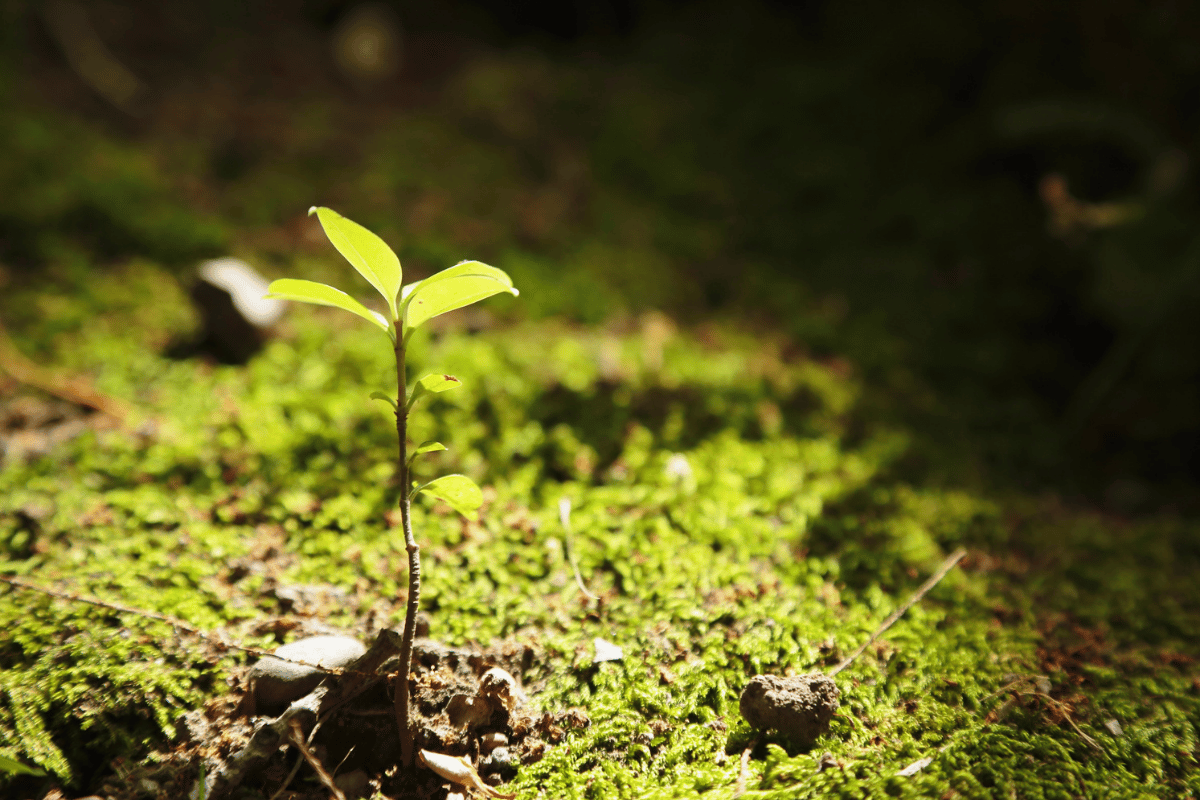Plant health is now climate work, in the words of 14 voices from the field