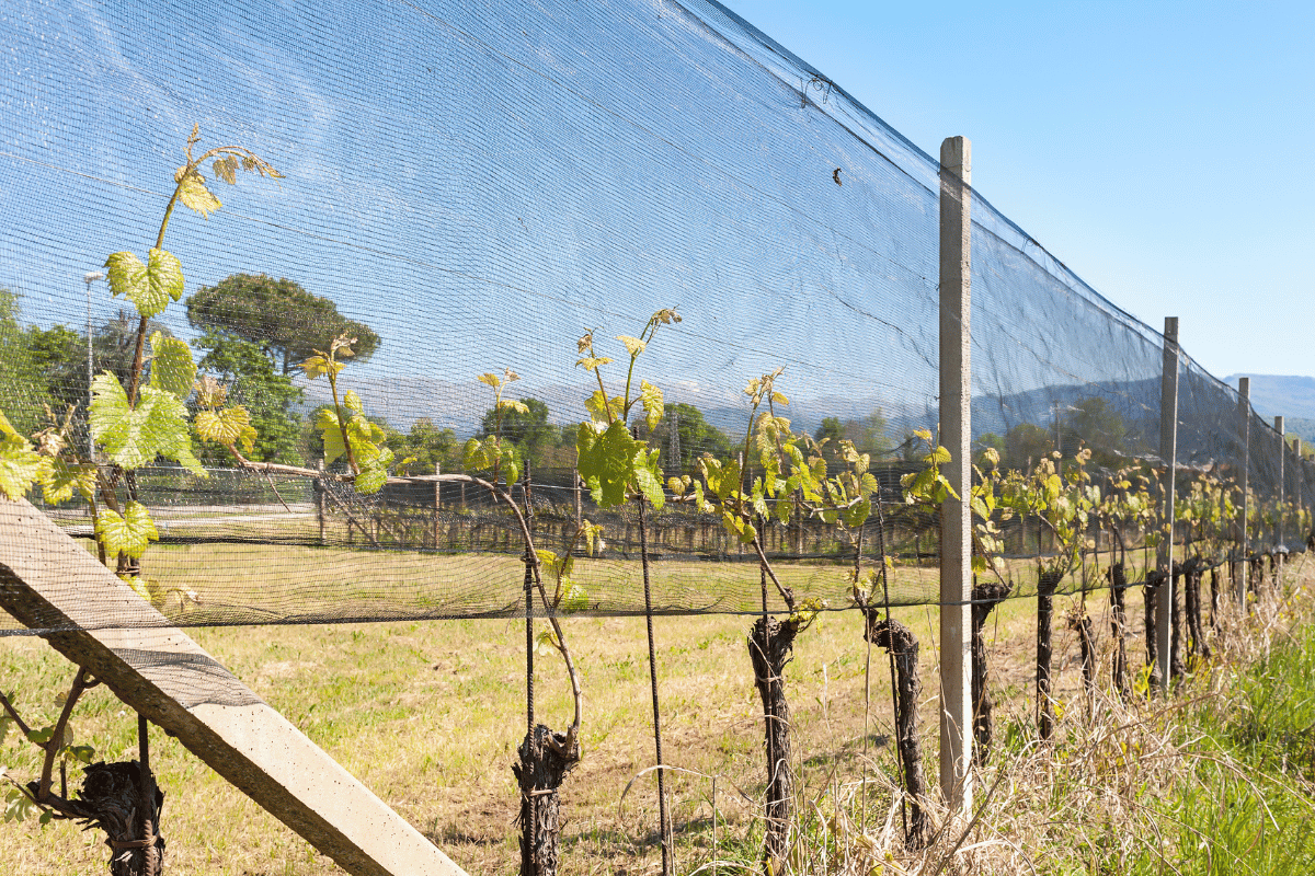 Protecting a vineyard after hail, the first 48 hours Protecting a vineyard after hail, the first 48 hours