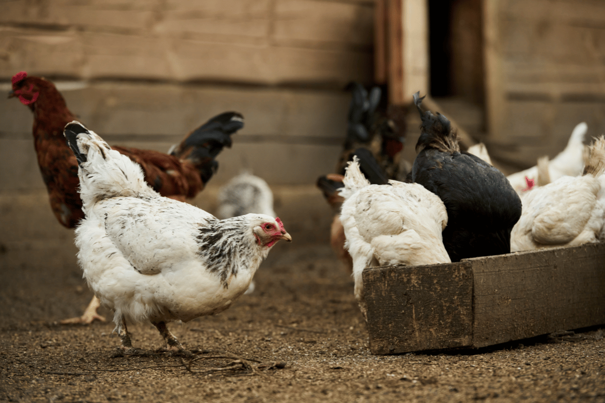 Smarter poultry feeding in Zambia, phase diets, local ingredients, and resilient rations