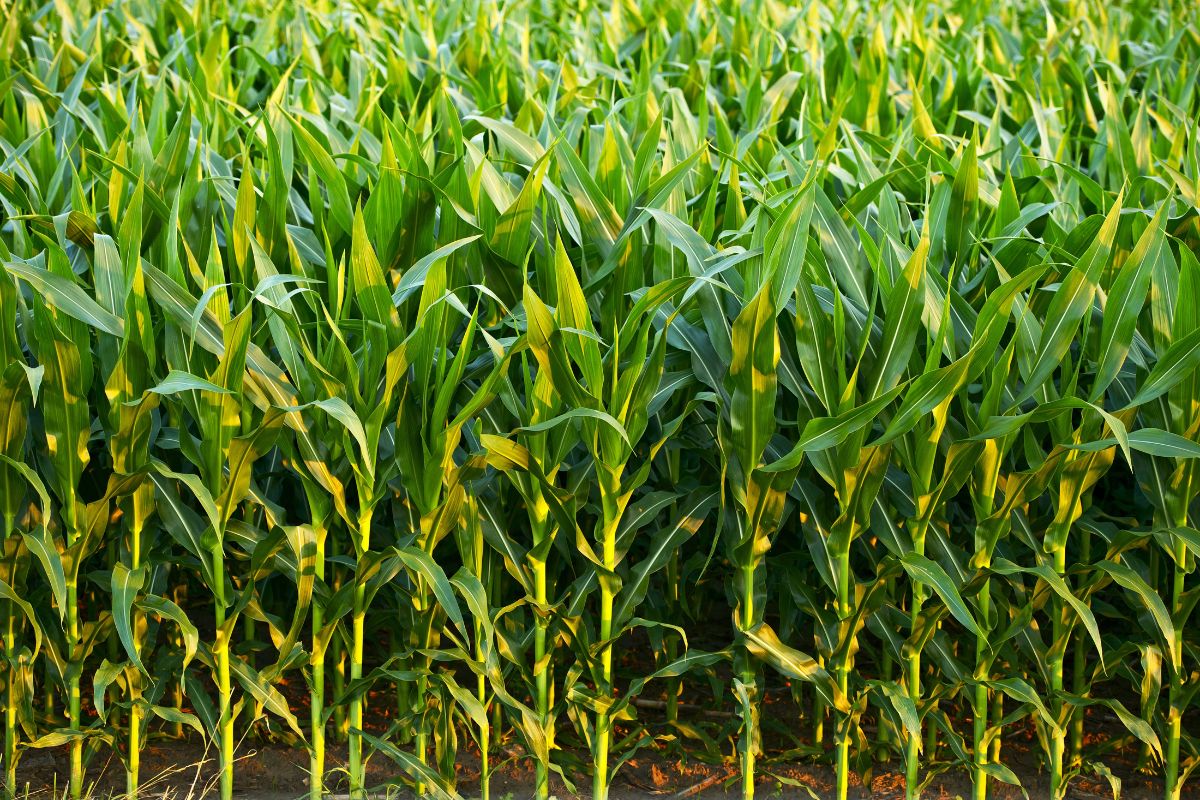 What are GMOs, and are they safe?