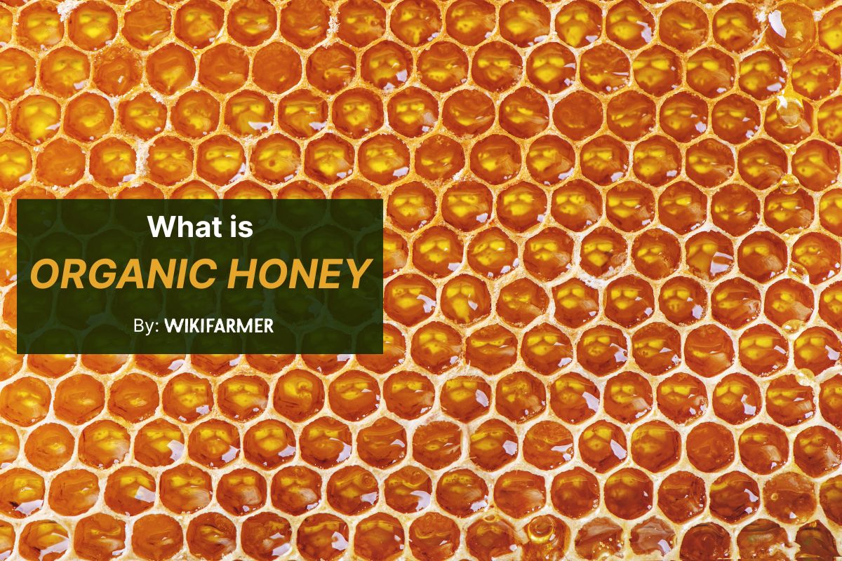 What is organic honey?