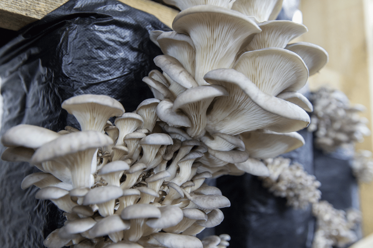 Why Lion's Mane, oyster, and shiitake mushrooms make sense for vertical farming in hot climates Why Lion's Mane, oyster, and shiitake mushrooms make sense for vertical farming in hot climates