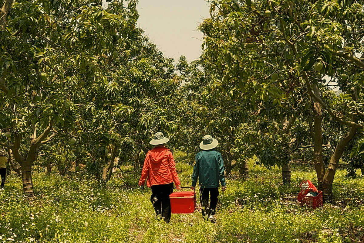 Why warm winters cost an orchard more than hot summers