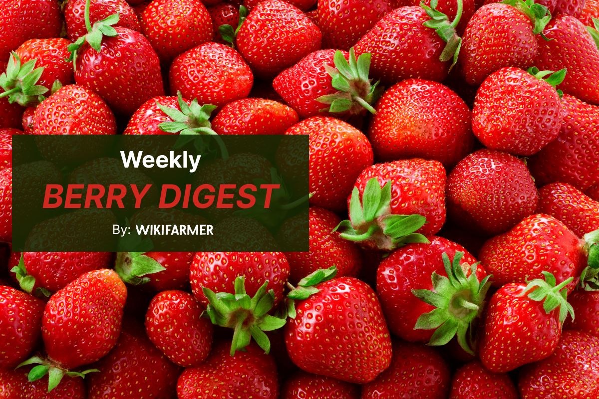 Strawberry and blueberry prices stay firm as supply increases across Europe