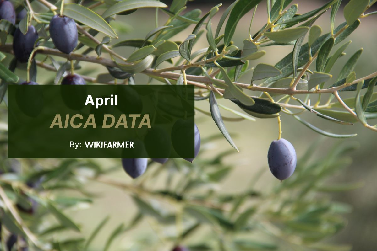 AICA data confirms Spain closes 2025–26 olive oil season with 1.29 million tonnes