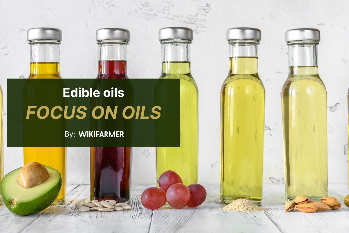 Edible oil markets: Olive oil quiet, rapeseed stable, sunflower volatile, and avocado peak supply