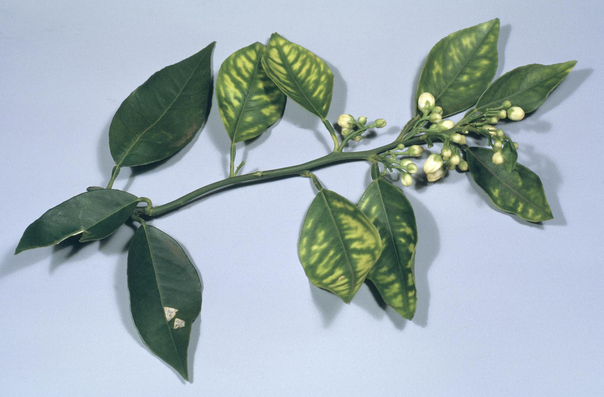 03-zinc-deficiency-in-oranges-602915.jpg
