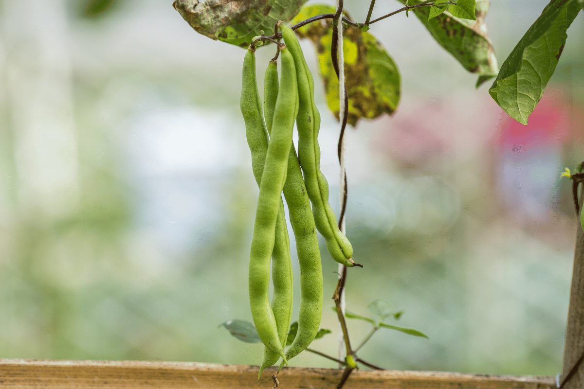 A complete cowpea production guide for West African farmers A complete cowpea production guide for West African farmers