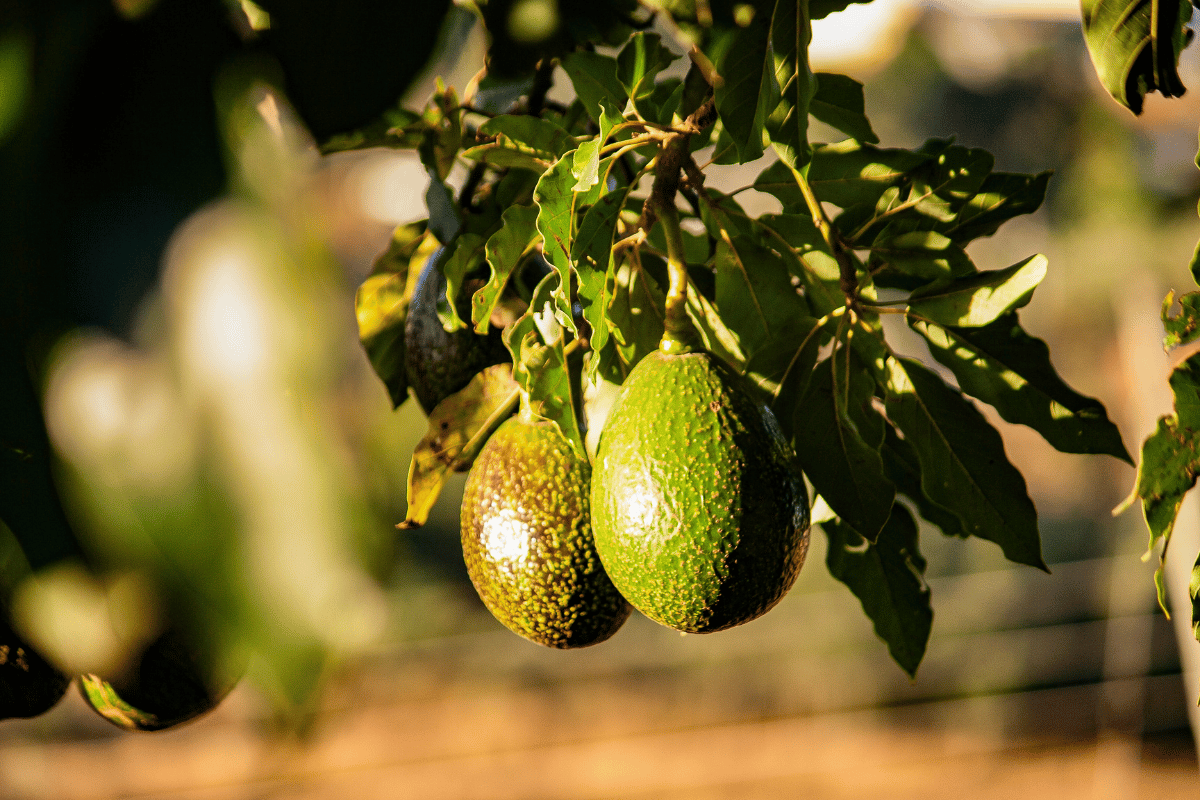 Carbon and water footprints in avocado production and trade Carbon and water footprints in avocado production and trade