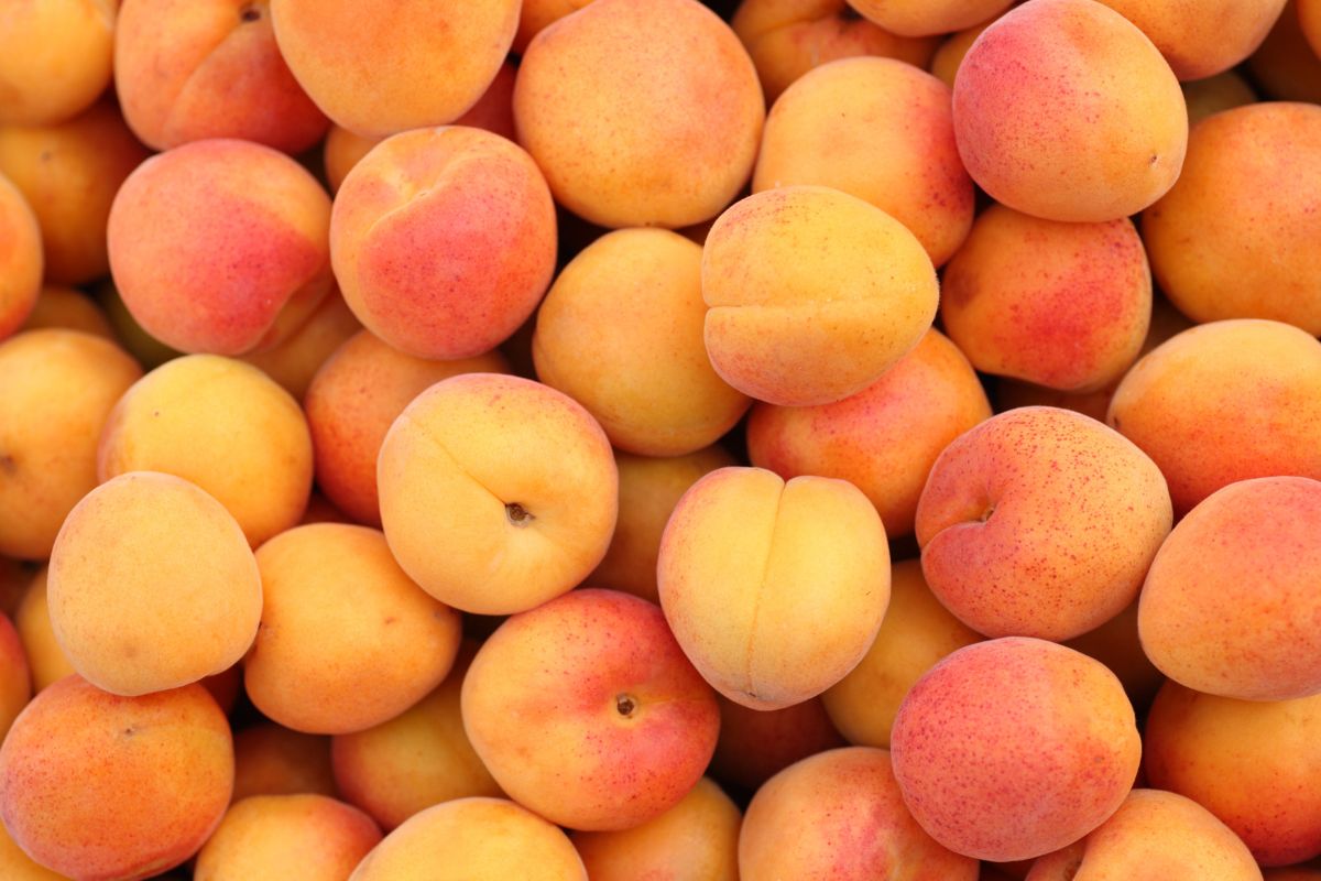 European stone fruit harvest peaks, cherry prices decline