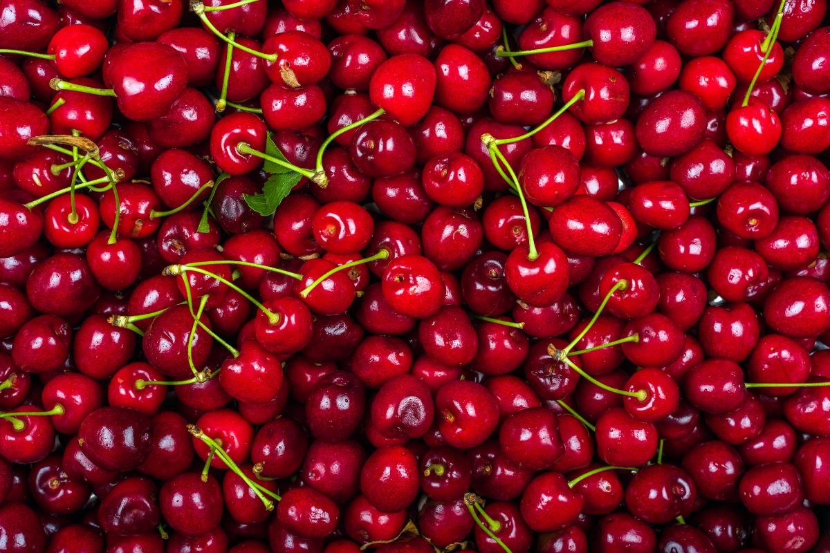 European stone fruit market report Prices and market intelligence, by Wikifarmer European stone fruit prices stabilize, cherry supply broadens
