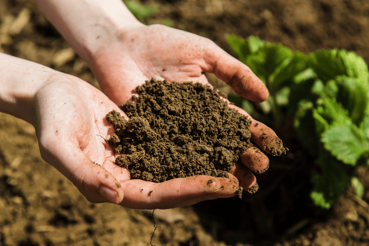 Genomics for living soils in regenerative farming
