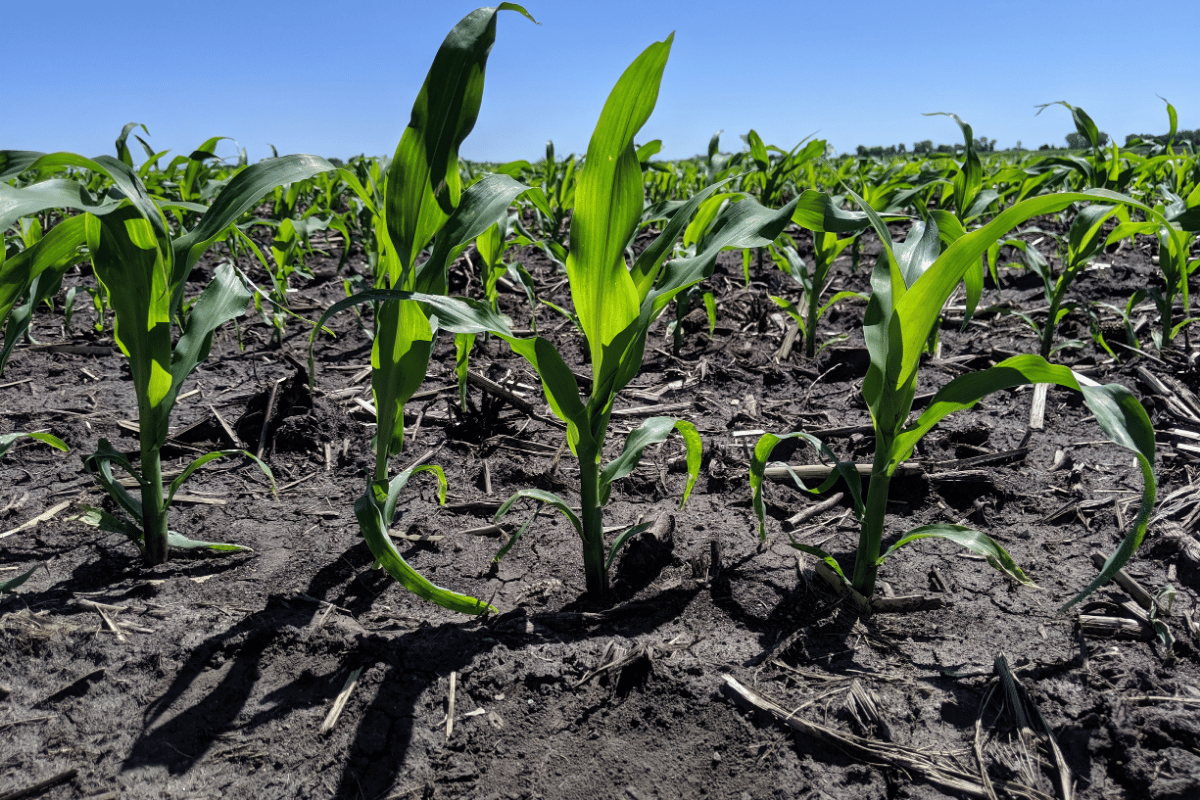 How amino acid and protein hydrolysate biostimulants help plants under stress How amino acid and protein hydrolysate biostimulants help plants under stress