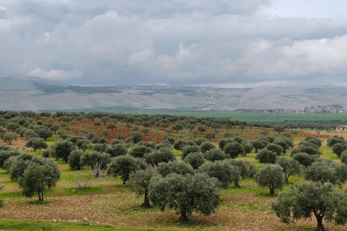 How decades of agricultural policy shaped the land in Syria How decades of agricultural policy shaped the land in Syria