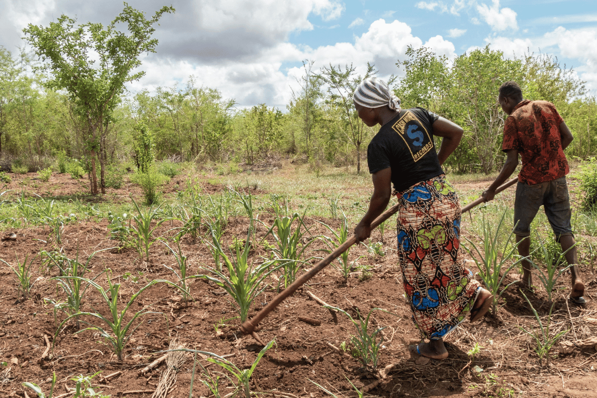 How integrated farming can shape the future of African agriculture