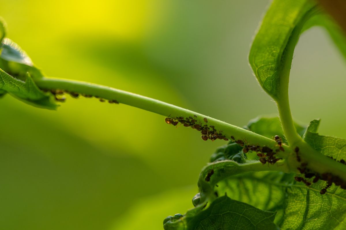 How to deal with aphids on your plants the right way How to deal with aphids on your plants the right way
