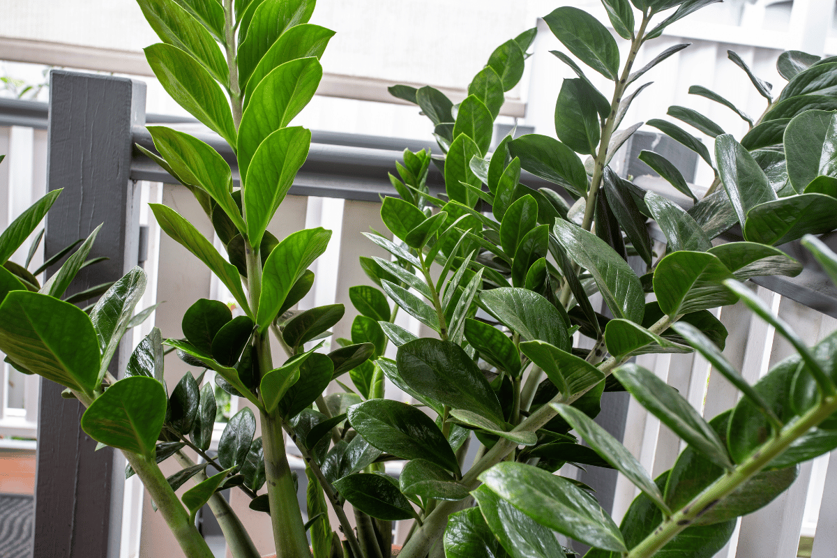 ZZ plant (Zamioculcas zamiifolia) How to grow and care for the ZZ plant