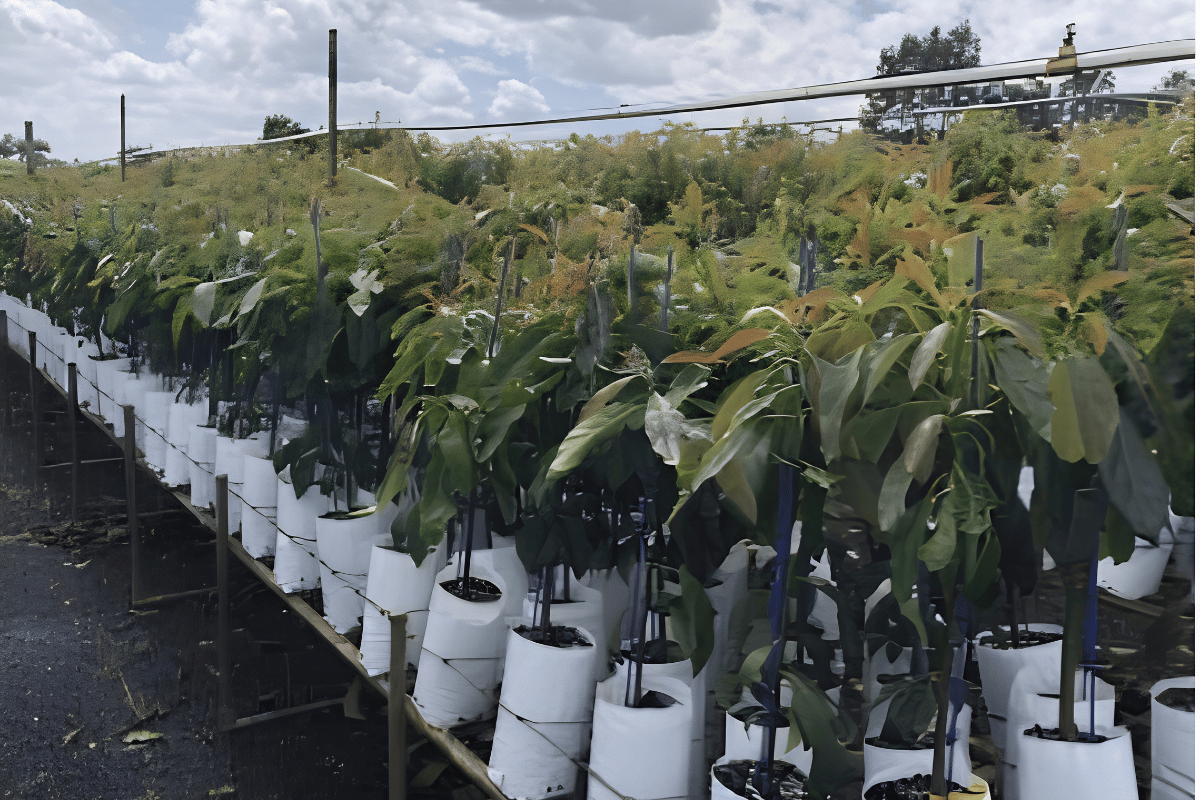 How to produce clonal avocado rootstocks step by step How to produce clonal avocado rootstocks step by step