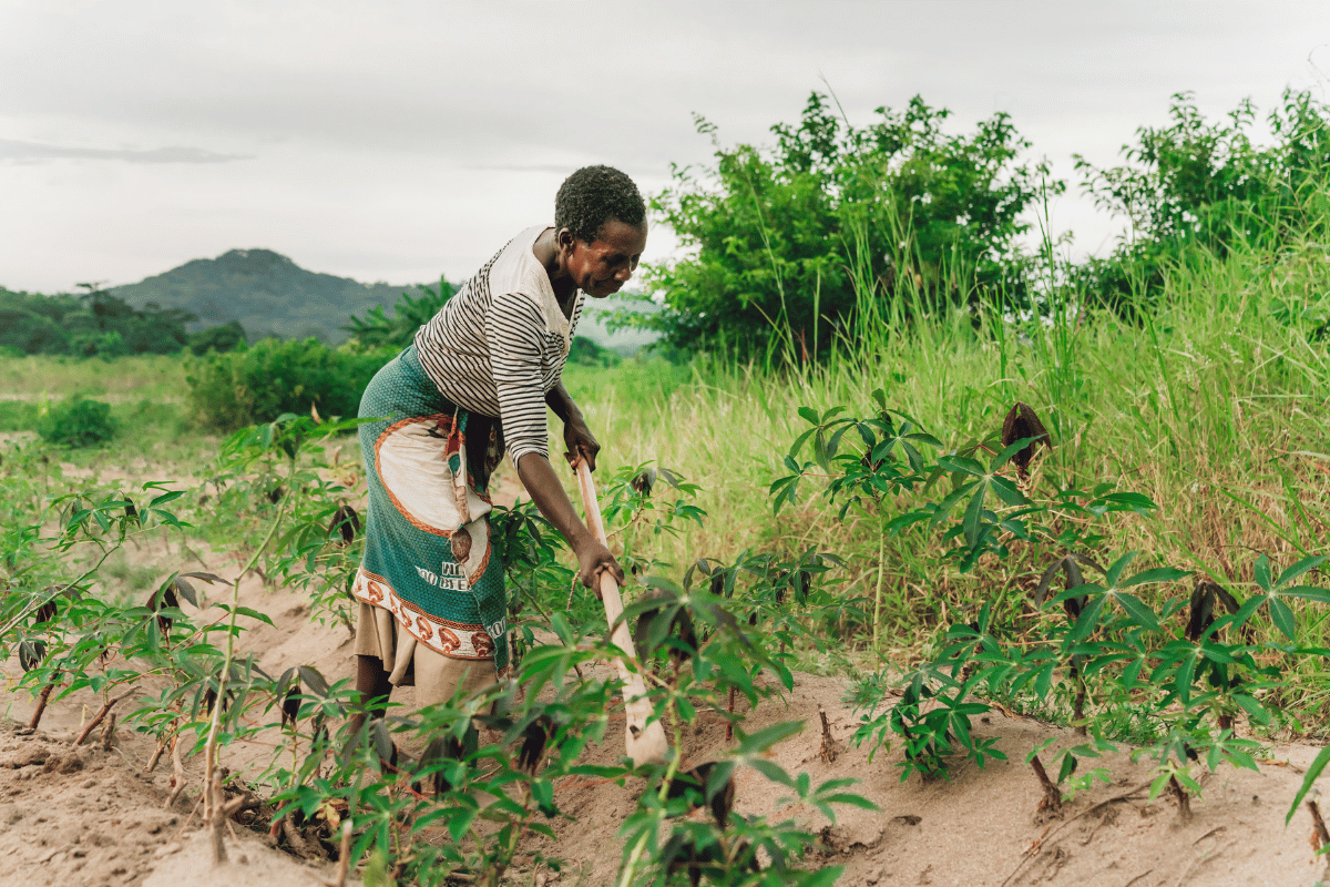 Lessons from training rural farmers in agroecology in South Africa