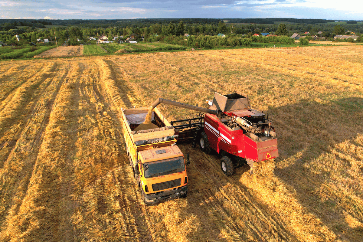 US winter wheat falls to its smallest crop since 1965 as corn and soybean supplies weigh on prices