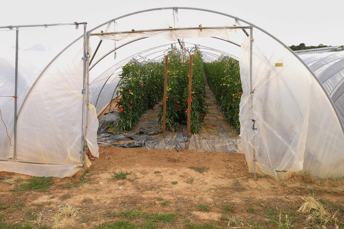 What works in greenhouse cultivation under hot climates