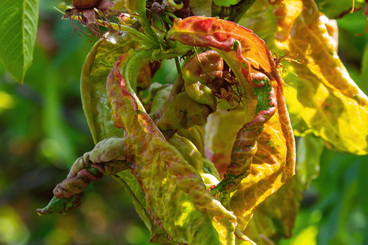 When to spray stone fruit in June 2026