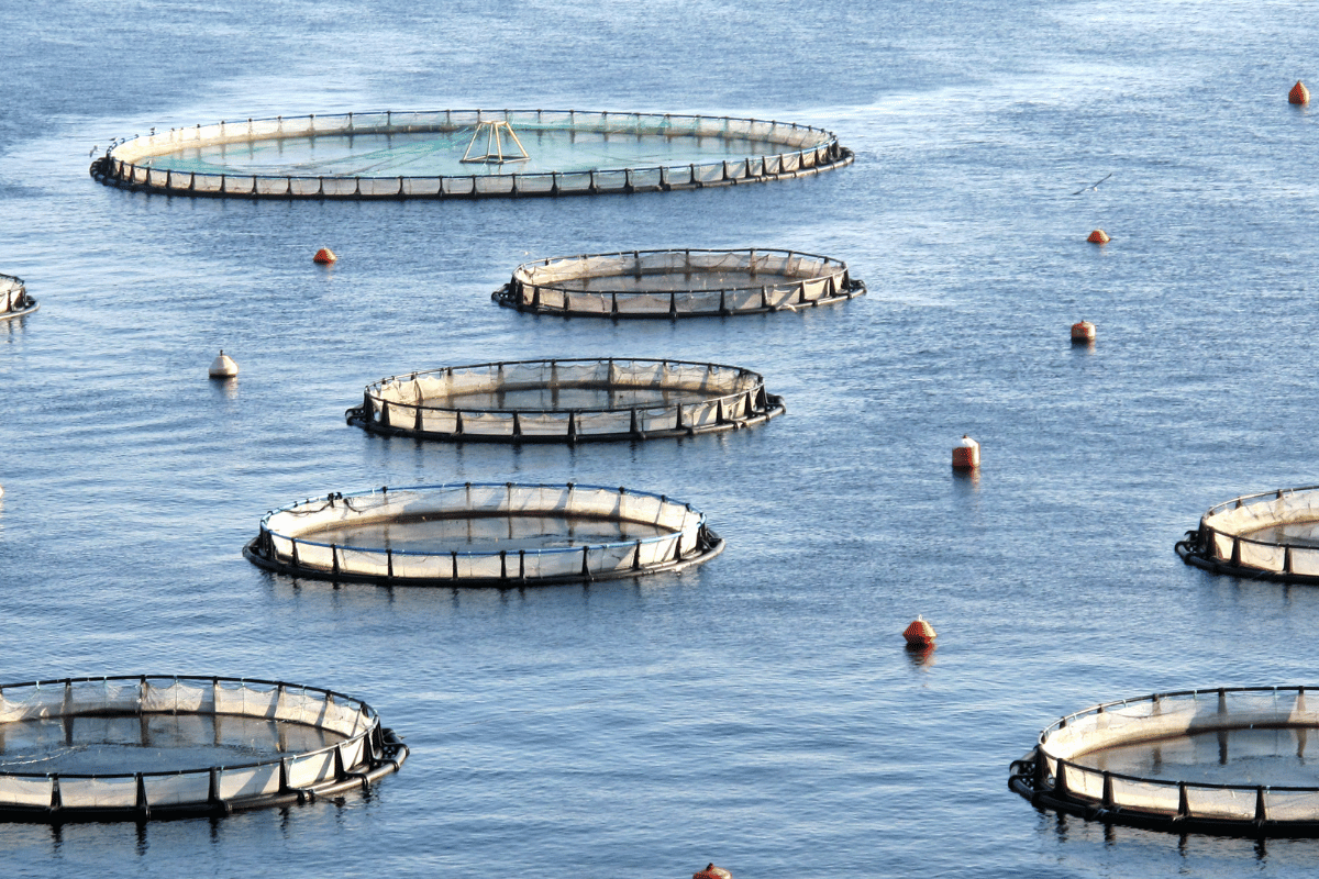 Why Africa farms so little fish despite the potential