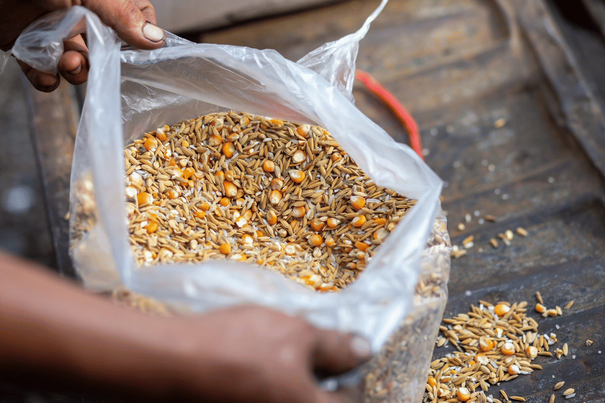 Why feed costs keep falling while grain farmers face thinner margins Why feed costs keep falling while grain farmers face thinner margins
