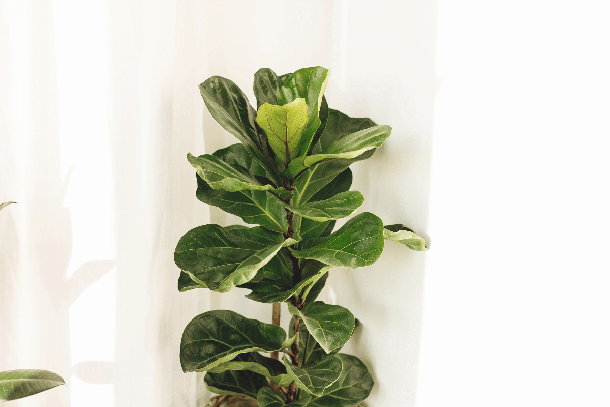 Fiddle-leaf fig Ficus lyrata Fiddle-leaf fig (Ficus lyrata) with large violin-shaped leaves by a window