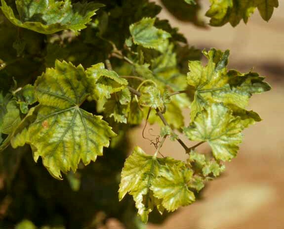 grapezincdef.jpg