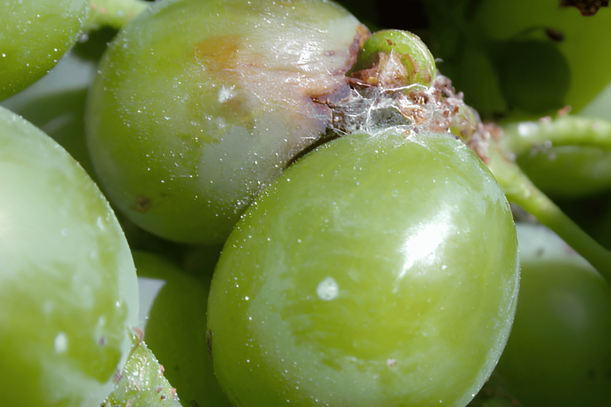 rol the European Grapevine Moth in Its Fruit Generation How to control the European grapevine moth in Its fruit generation