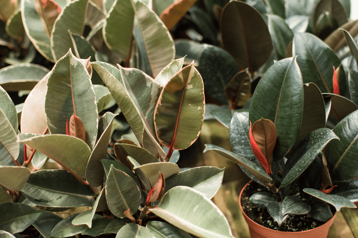 Rubber plant Ficus elastica varieties Rubber plant (Ficus elastica) with variegated and dark green glossy leaves