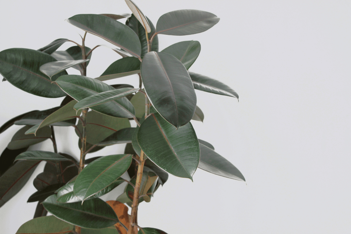 Indoor ficus plant care How to grow and care for ficus