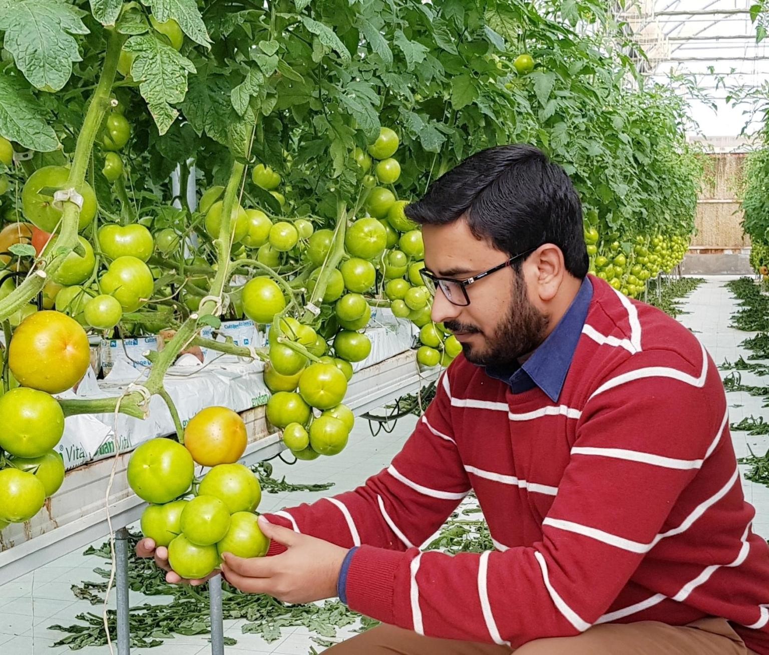 Kontrollü ortam tarımı (CEA) sistemleri ve faydaları Kontrollü ortam tarımı (CEA) sistemleri ve faydaları