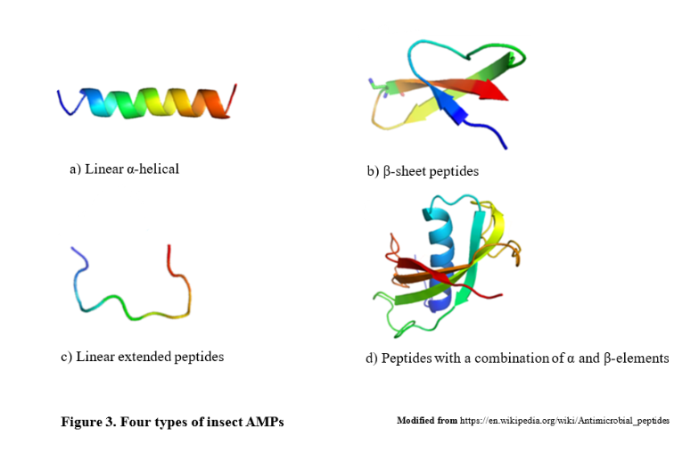 Antimikrobiyal peptitlerin (AMP) yapısal kategorileri Antimikrobiyal peptitlerin (AMP) yapısal kategorileri